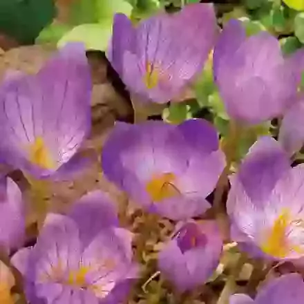 Cassiope